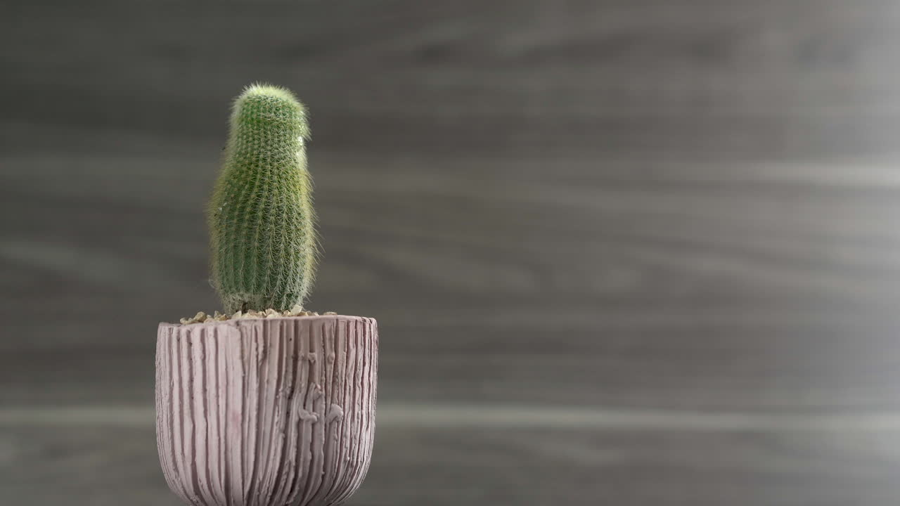 Cactus alto in vaso in rotazione isolato su sfondo di legno