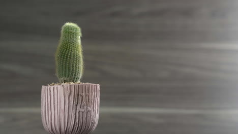 rotate tall cactus in pot rotation isolated on wood background
