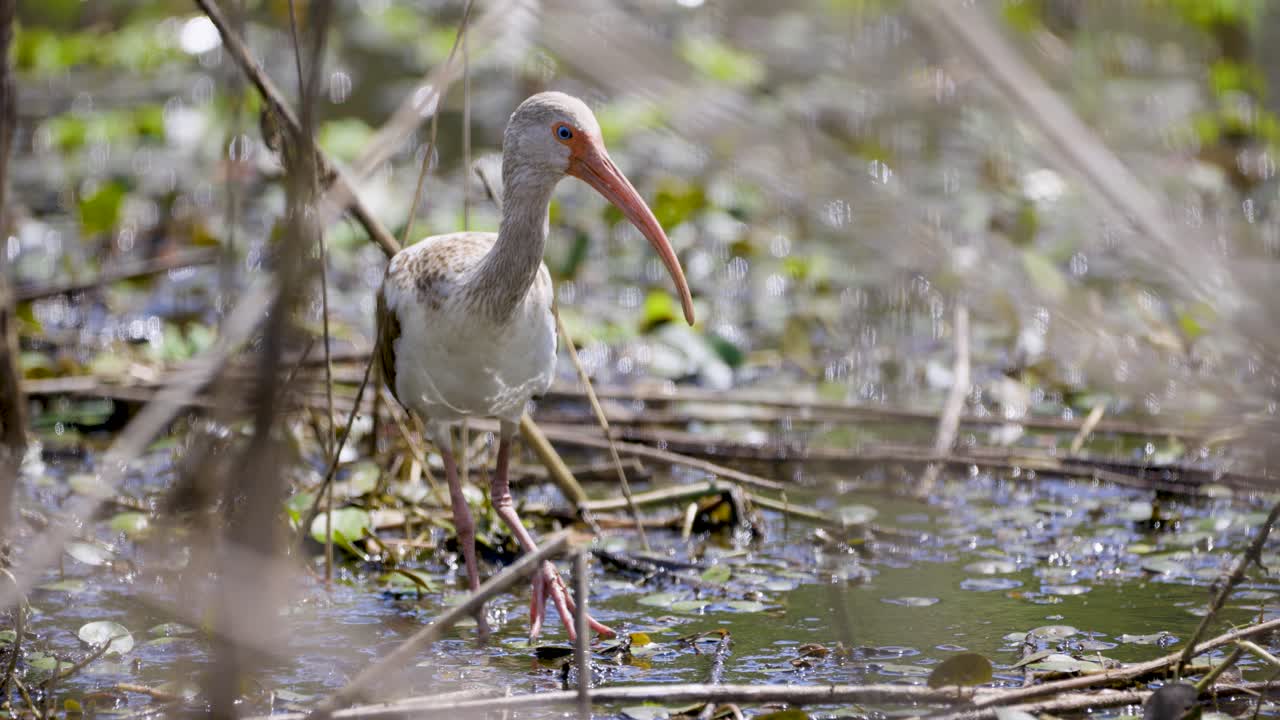 A wading bird carefully steps through a marsh, searching for food among the tangled branches and shallow water. Its long beak and slender legs make it well-adapted for foraging in wetland habitats.