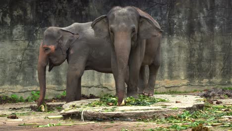 Two-happy-Asian-elephant,-elephas-maximus-grabbing-a-bunch-of-food-with-its-trunk-from-the-ground,-flapping-its-ears,-swinging-its-tail,-handheld-motion-close-up-shot