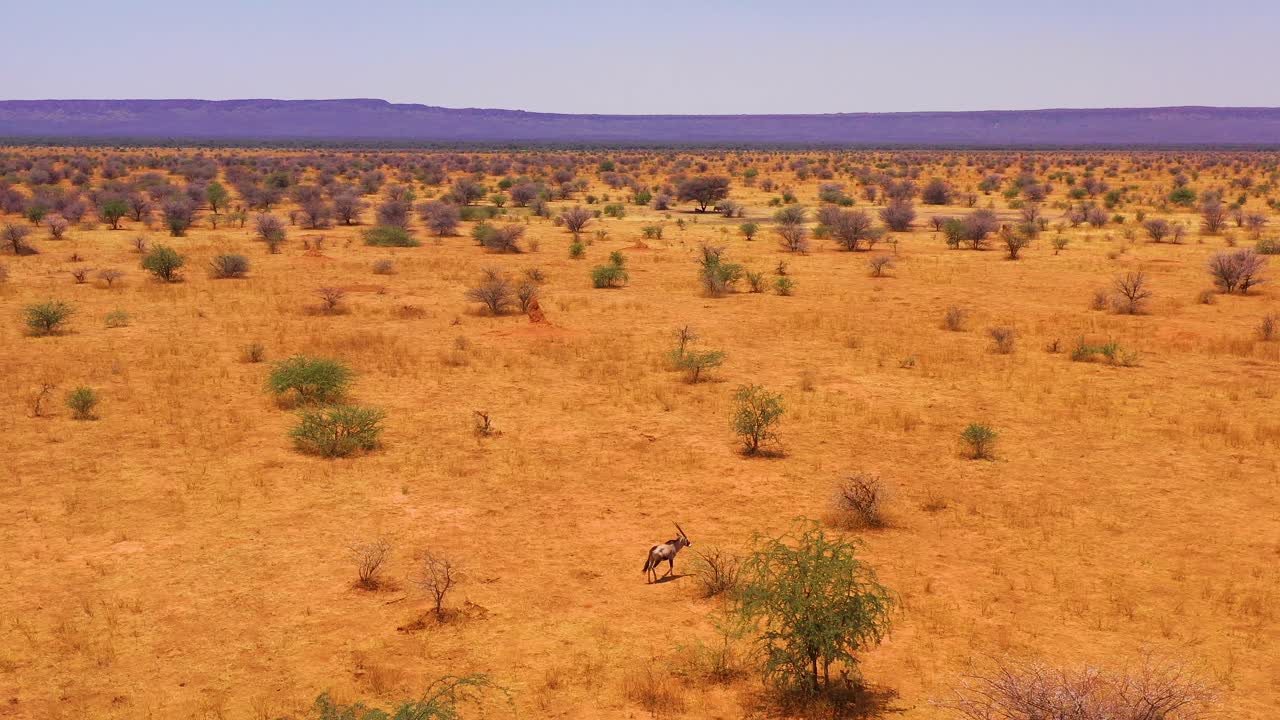 antena sobre un solitario antílope oryx caminando por las llanuras de áfrica cerca de erindi namibia 2
