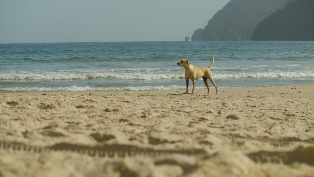 해변에서 짖는 길 잃은 개의 슬로우모션