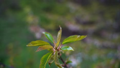 closeup young tip of a branch with small green leaves and vile greenery in the background