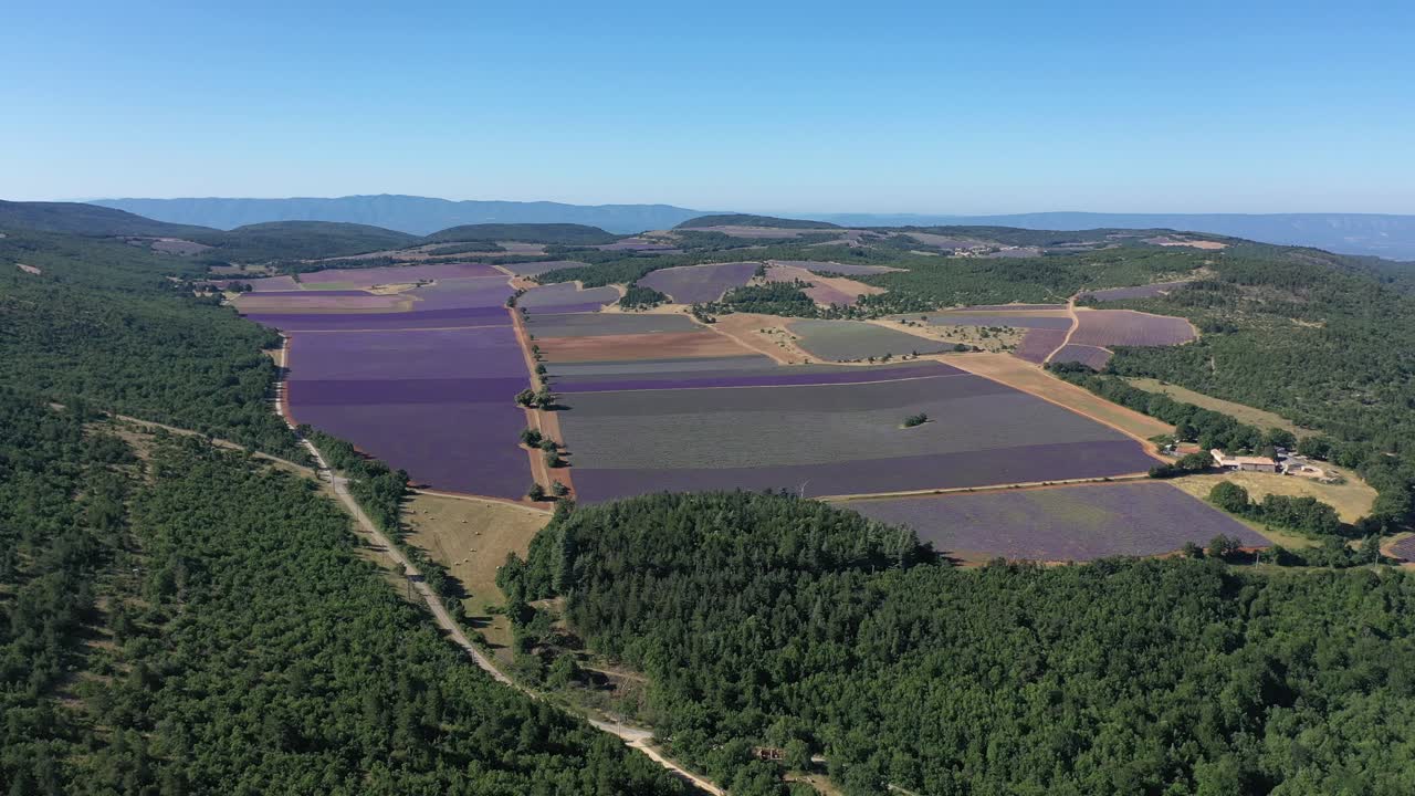 gran parcela de lavanda en flor