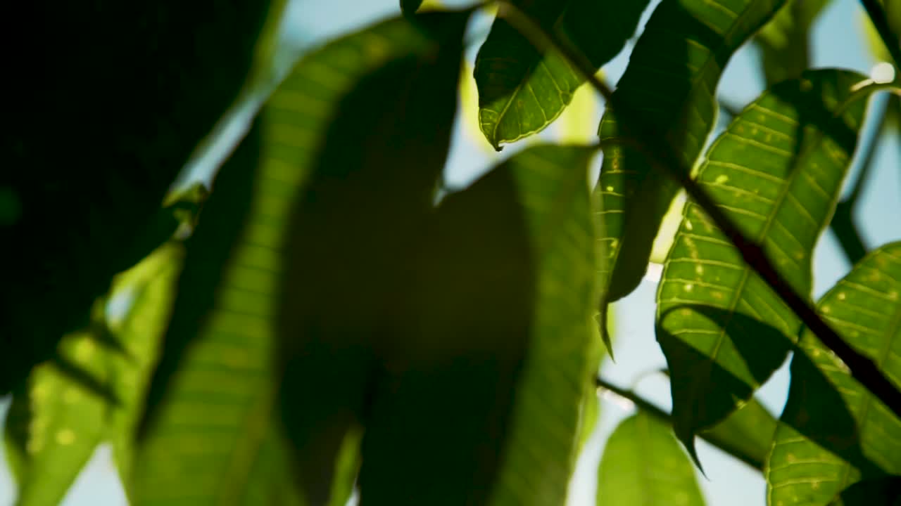 hojas verdes que soplan en el viento con el sol brillando entre ellas con una bengala solar