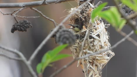 hummingbird in nest - green leafs