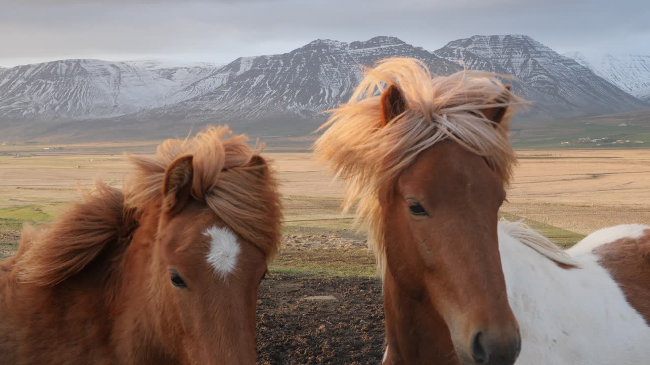 primer plano de dos caballos islandeses con mangas azotadas por el viento frente a un paisaje montañoso, que exuda una vibra tranquila y serena