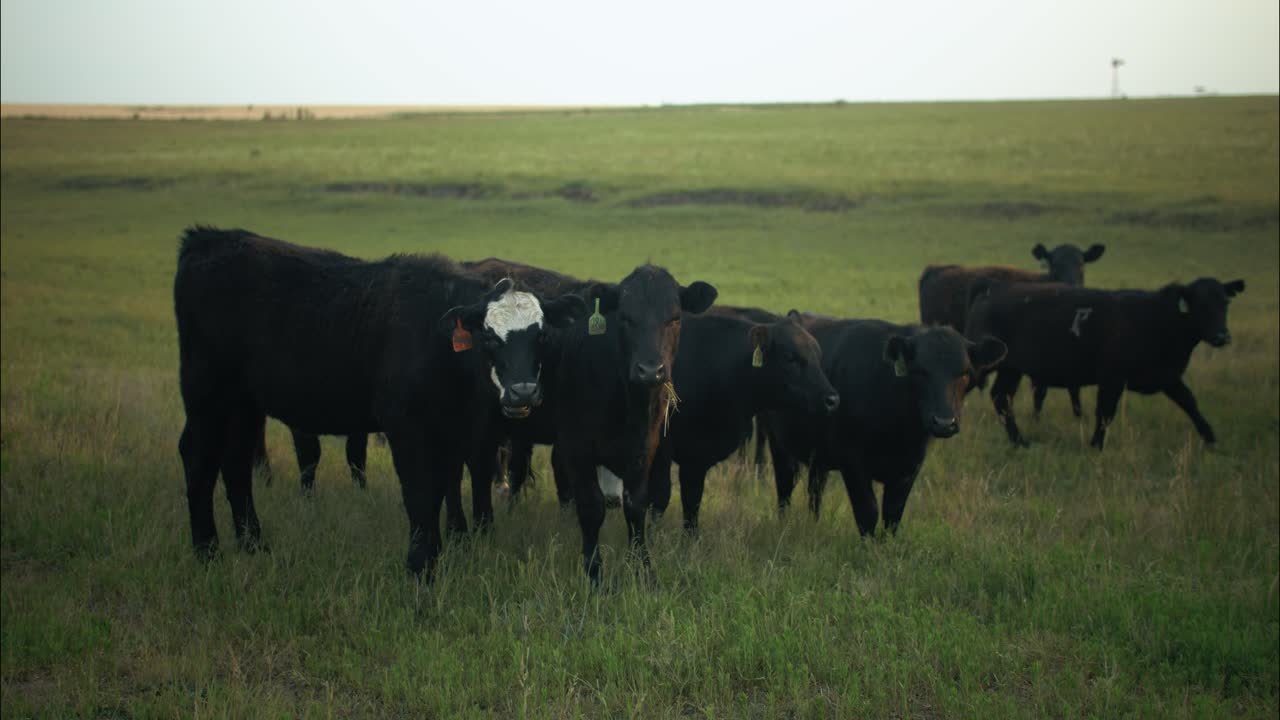 Closeup of a herd of cows eating grass in a field of green grass on a farm during evening sunset.