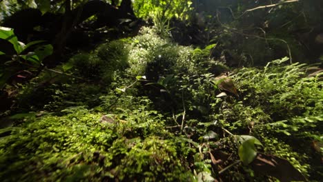 detailed backwards close-up of forest floor covered in green moss, sunlight filtering through trees