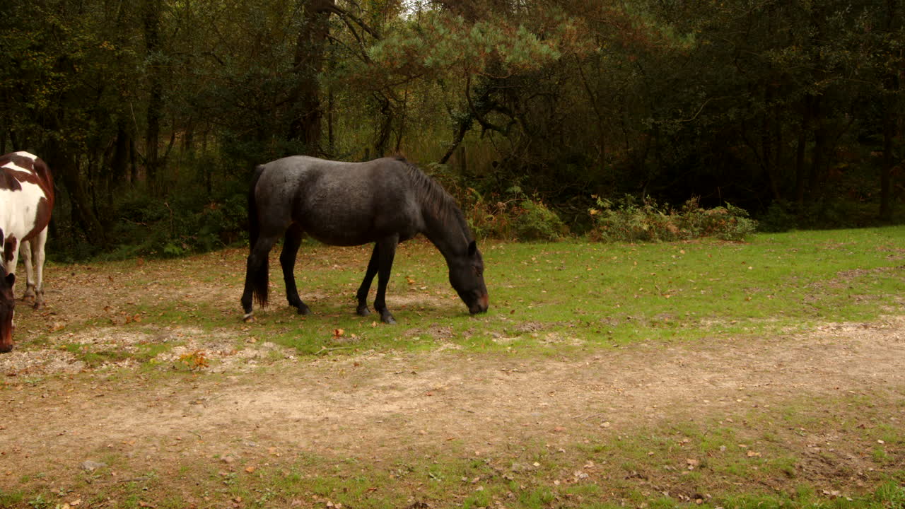 nuevo pony bosque negro pastoreo luego caminando fuera del marco en el nuevo bosque