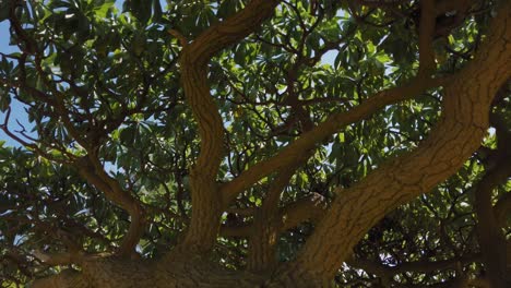 a shot from below a tree