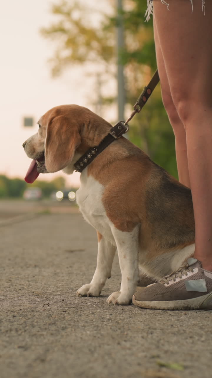 Dog sitting comfortably between owner's legs outdoors, looking around curiously at surroundings, leash held by owner, with background featuring passing cars on rural road