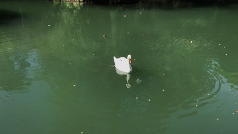 swan in a pond