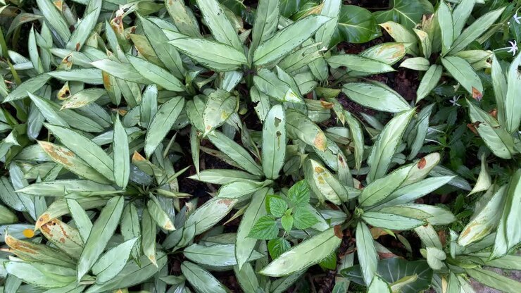 Vista dall'alto (flat lay) delle foglie picciolate di Aglaonema Nitidum