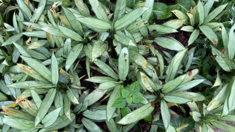vista plana de las hojas con tallo de aglaonema nitidum