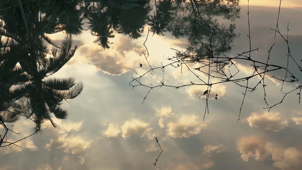 sunrise coconut tree in the water reflection.