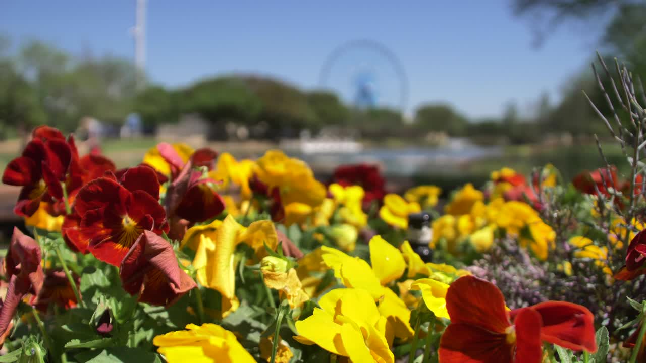 primer plano de hermosas flores en la feria estatal