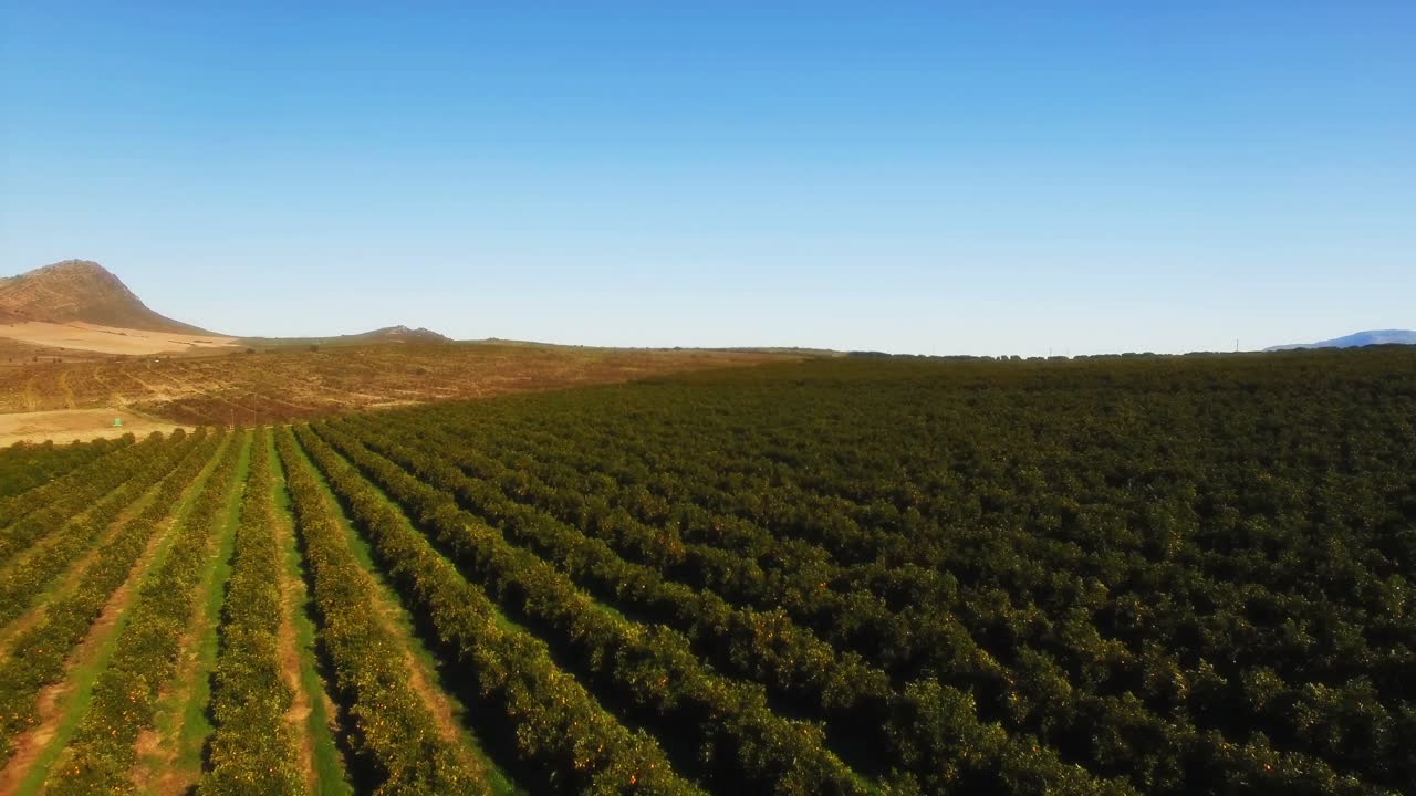 antena de un campo de naranja