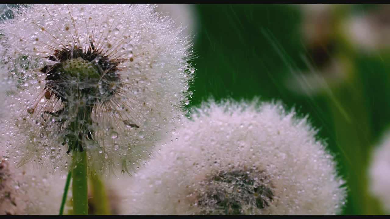 이슬로 인 사탕수수