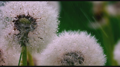 dew-covered dandelions