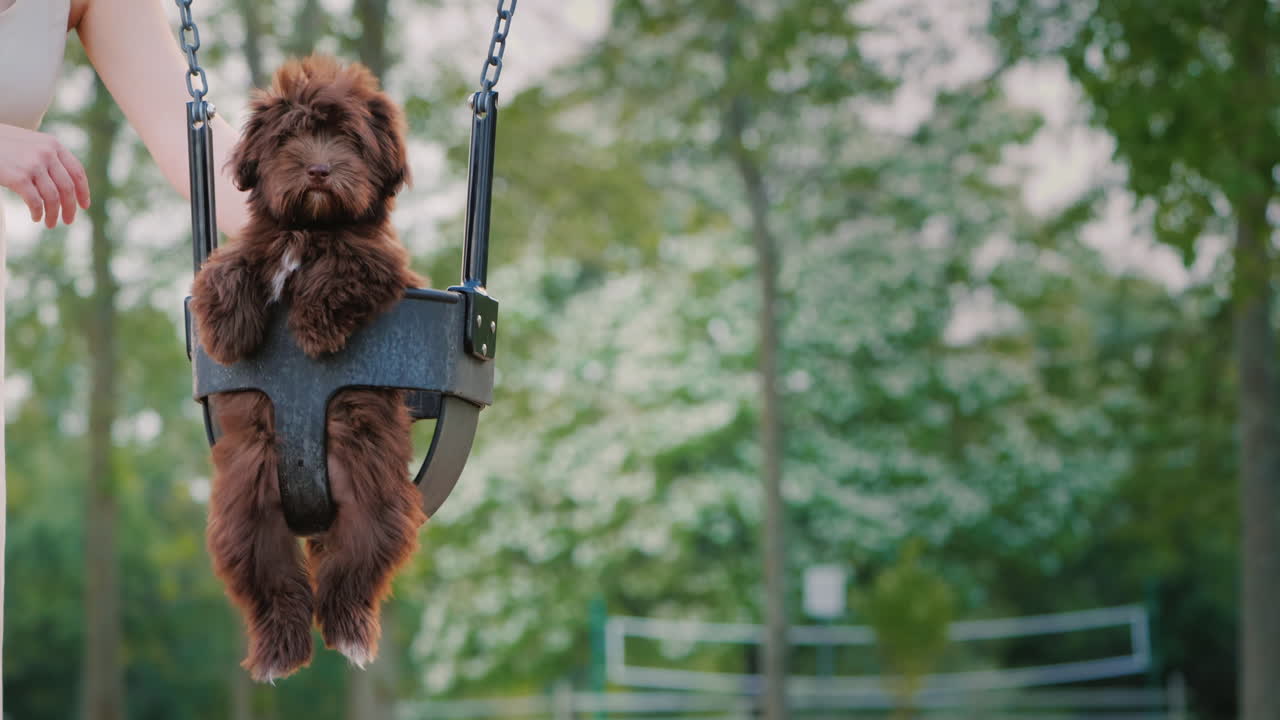 여자는 공원에서 그네에 그녀의 강아지를 롤