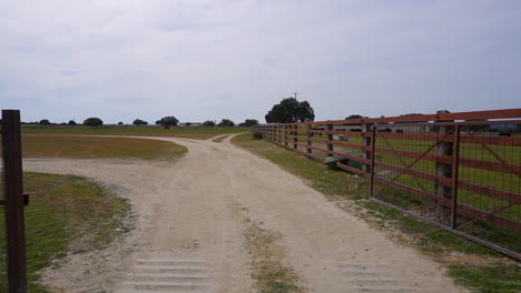 holm oak and bulls on a farm