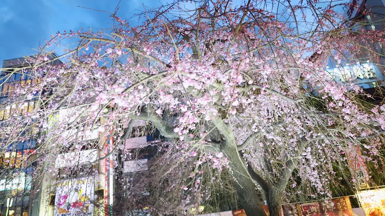 Bellissimo ciliegio in fiore illuminato di notte in un contesto urbano
