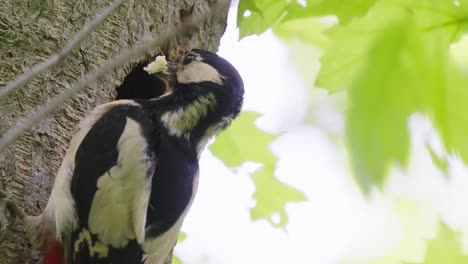 Gran-Pájaro-Carpintero-Manchado-Madre-Le-Da-Comida-A-Un-Pollito-Dentro-Del-árbol-Hueco-En-El-Bosque