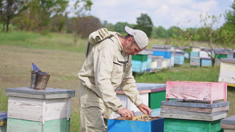 male beekeeper pulls a heavy frame out of a hive. man carefully checks up the honeycombs covered with worker bees.