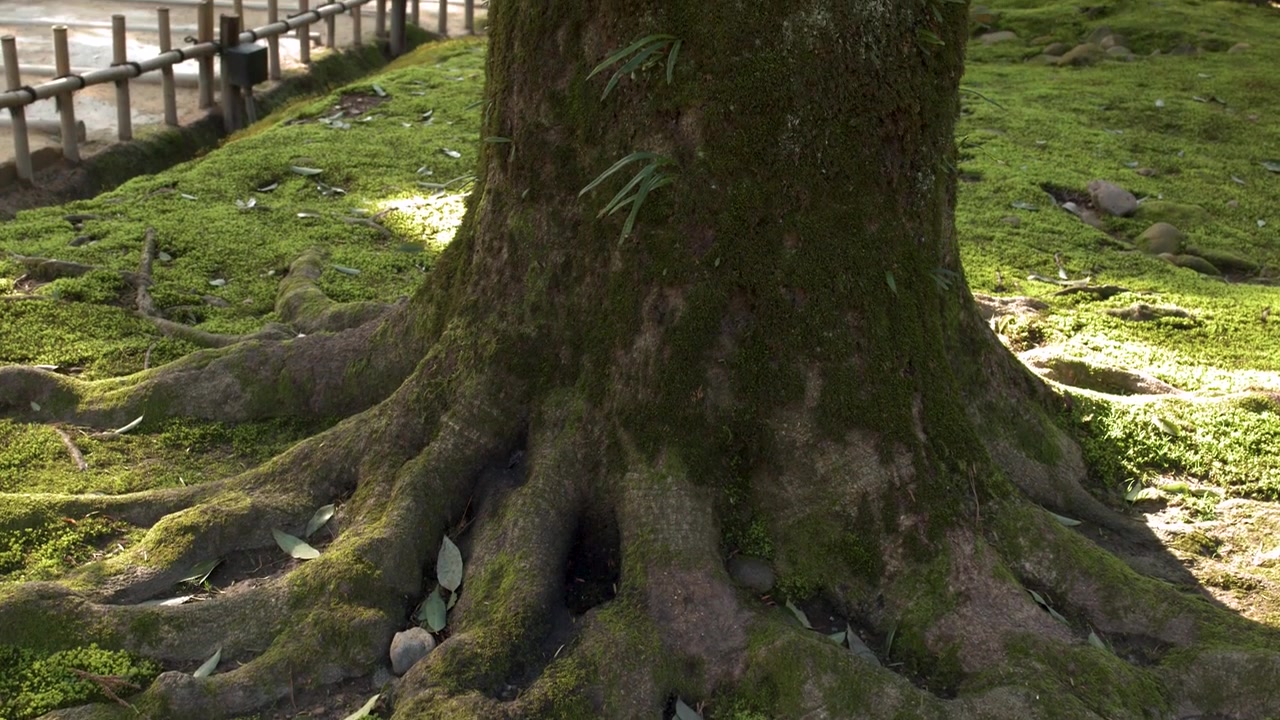 Mossy Tree Trunk and Roots in a Serene Japanese Garden