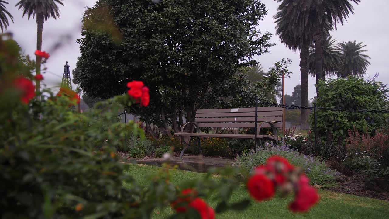 Ragazza in abito rosso che gira e balla sotto la pioggia - Panchina di legno nel roseto a Sydney, Australia