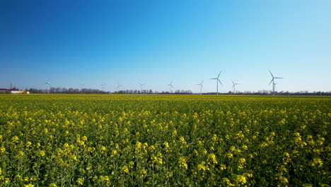 yellow rapeseed field with working wind farm turbines in background against blue clear sky in german countryside - aerial low altitude backwards flying revealing