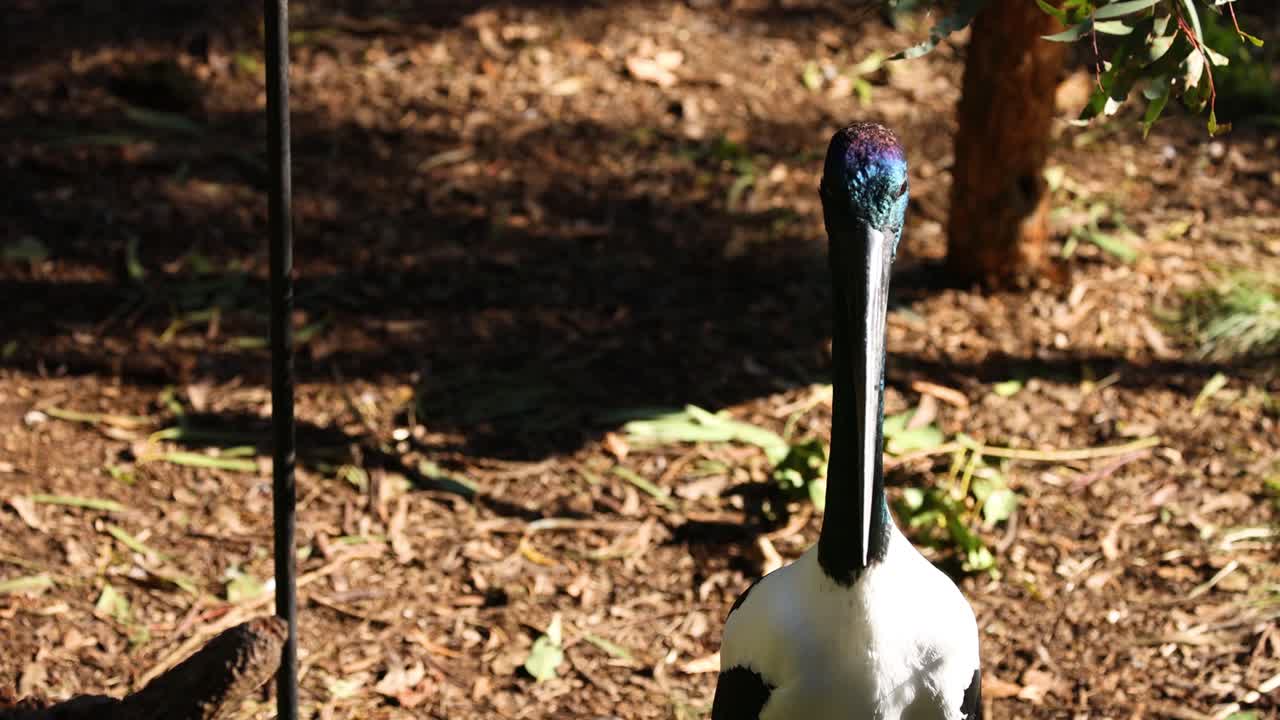 동물원 안에서 산책 하는 호랑이