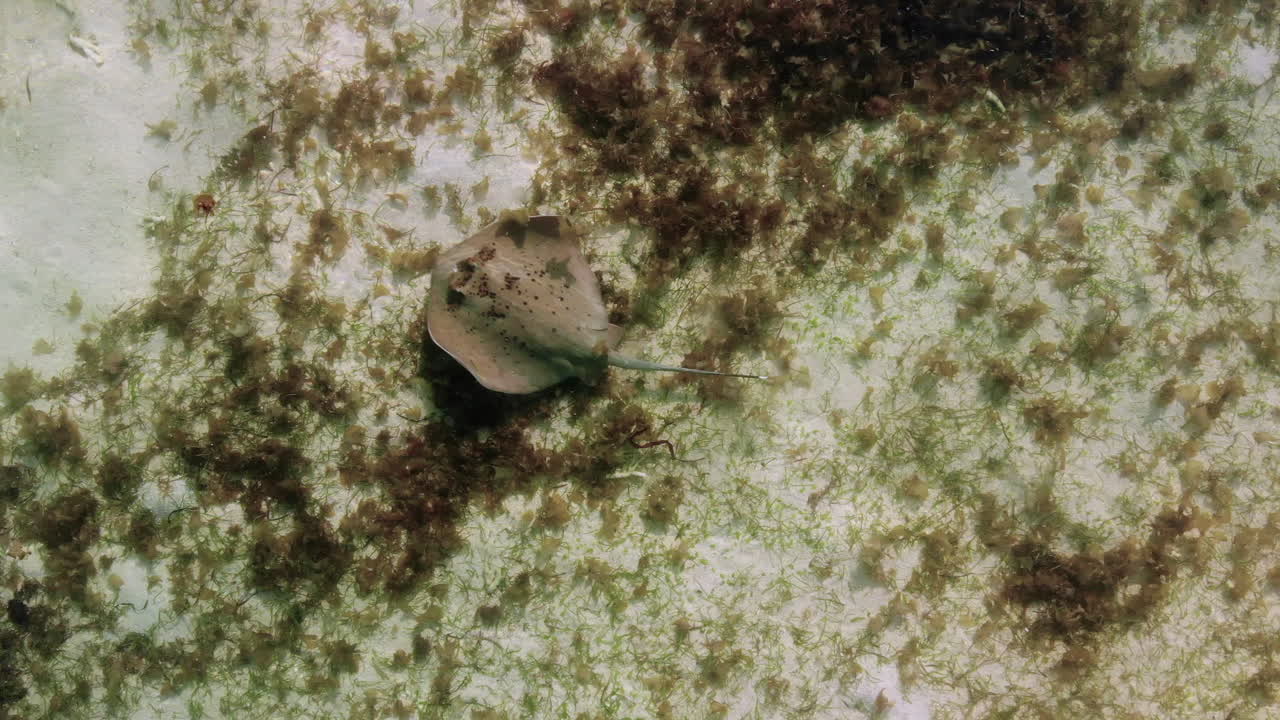 Stingray in Shallow Ocean Water with Seaweed