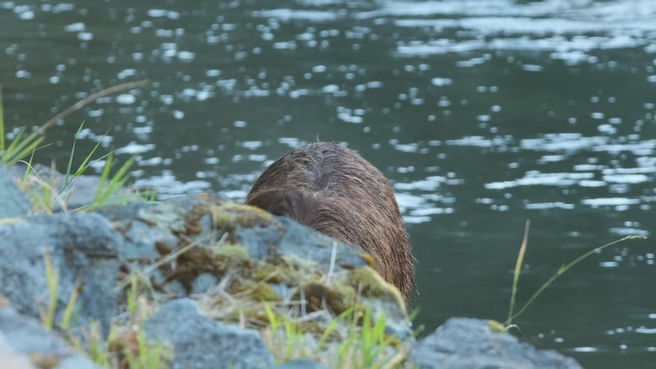 Adorabile orso grizzly peloso mangia salmone su rocce