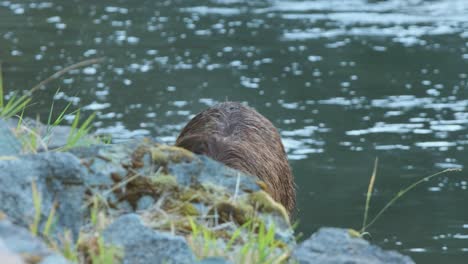 Adorable-hairy-Grizzly-bear-eats-salmon-on-rocky