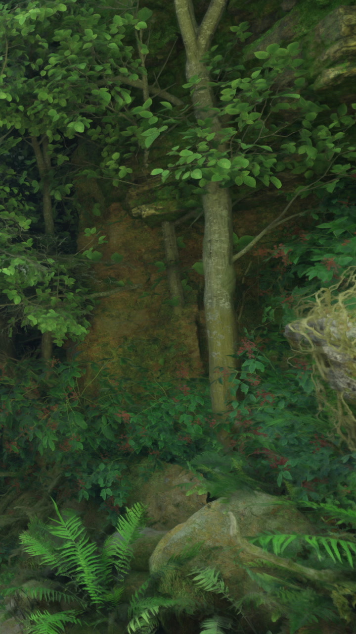 Exploring a forest area with dense vegetation and trees hidden in shadows