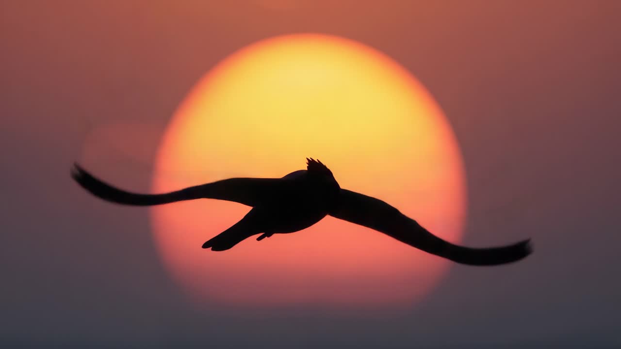 Silhouette of a Bird Flying Against a Sunset