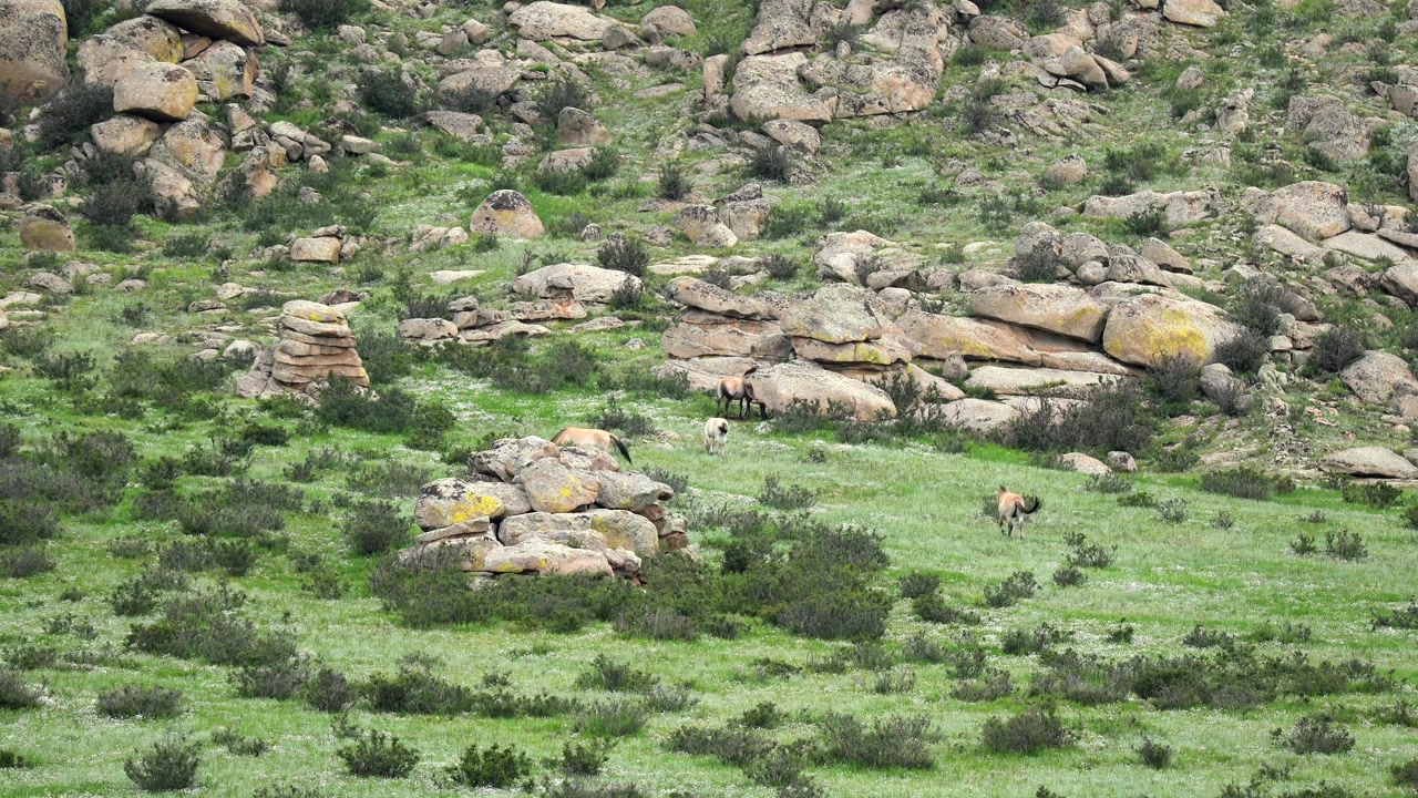 Cavalli di Przewalski al pascolo in un paesaggio roccioso mongolo