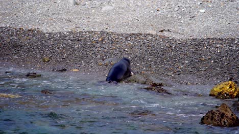 Elefante-Marino-En-La-Costa-Del-Pacífico,-California