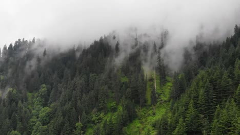 Bosque-De-Montaña-Neblinoso-En-El-Himalaya