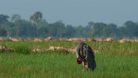 eastern sarus crane, antigone antigone sharpii