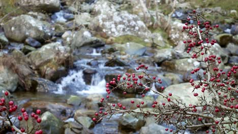 Coloridas-Bayas-Rojas-En-Las-Ramas-De-Los-árboles-Espinosos-Sobre-El-Río-Fresco-De-La-Cascada-De-Las-Montañas-Rocosas-A-La-Izquierda