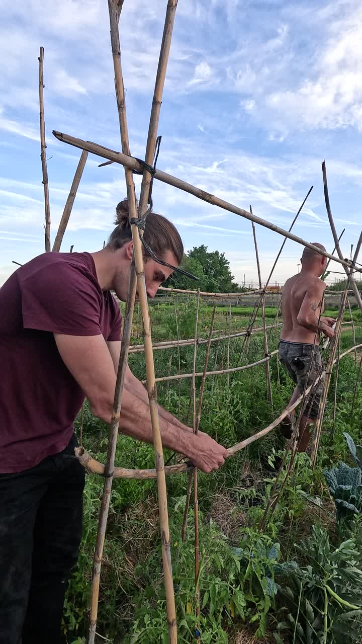 Young farmers building bamboo trellis in garden. Vertical