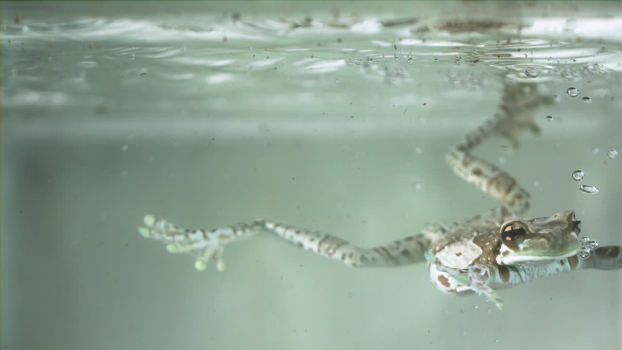 물에 떠 있는 청개구리 슬로우 모션 및 흰색 배경에서 수영