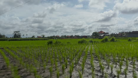 Low-aerial-dolly-shot-of-the-irrigated-rice-fields-and-farmer-tending-the-crops-in-the-plantations-near-residential-homes-in-Bali,-Indonesia