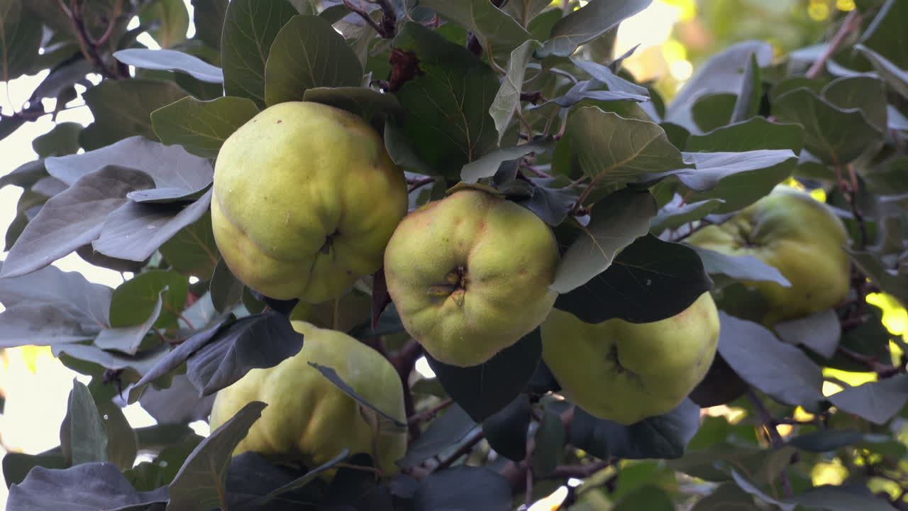 Close up of yellow quince ripening on a green tree branch in the evening