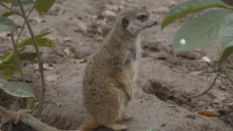 lindo suricata de pie sobre las patas traseras y mirando a su alrededor