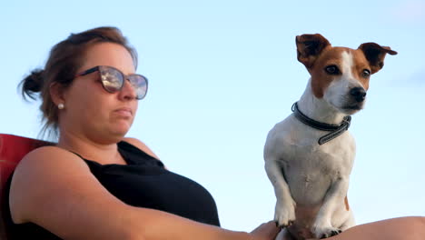 handsome jack russell puppy sit on female owner's lap - looks around curiously