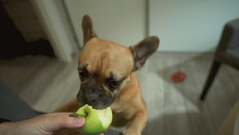 el perro se para en dos patas junto a la silla y grita dando palmaditas con su pata - bulldog francés